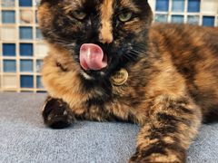 -Sirena海妖日咖夜酒