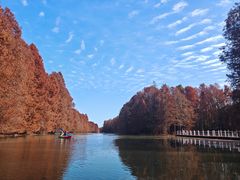 -上海海湾国家森林公园