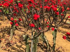 -松山湖梦幻百花洲
