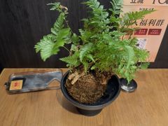 -阿强家川菜·29年老字号(岗顶店)