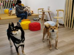 -柴迷FANS CLUB·柴犬狗咖·猫咖
