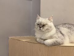 -有猫咖啡umeow coffee