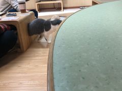 -猫和宫(六道口店)