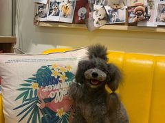 -小尾巴宠物店(万科·金域华庭店)