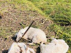 -小鱼草莓采摘园农家乐·小鱼餐厅