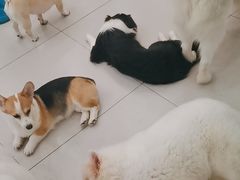 -安格丽娜·狗咖·猫咖羊驼咖(春熙路百盛商场店)