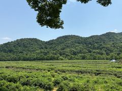 -中国茶叶博物馆(双峰馆区)