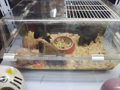-花鸟鱼虫鲜花绿植市场(玉泉路店)