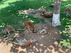 -西霞口神雕山野生动物世界
