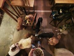 -萌喵咖啡屋(人民东路4号口M16商铺店)