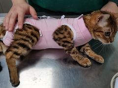 -北京博爱动物医院有限公司