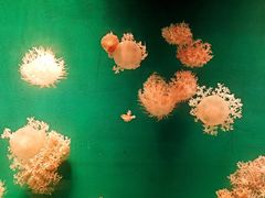 -福州罗源湾海洋世界旅游区