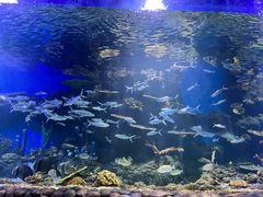 -华夏文旅海洋公园