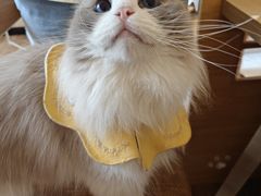 -滚猫咖啡·猫咖·猫友好撸猫(未来城店)