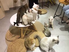 -Heymao猫咖.咖啡厅(东门店)