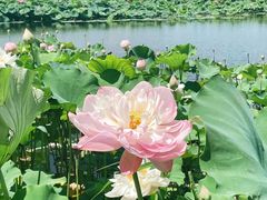 -荷塘月色湿地公园·向阳花洲