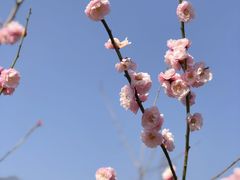 -无锡梅园公园