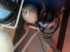 -momokira米努特·德文卷毛猫·棉花面纱犬