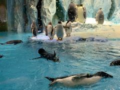 -帝企鹅自助餐厅•儿童岛•真企鹅(长隆企鹅酒店)