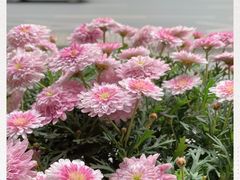-必胜客(骡马市店)