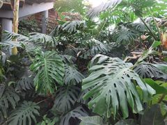 -北京植物园-展览温室