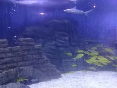 -烟台海昌鲸鲨海洋公园