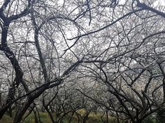 -广州市流溪河国家森林公园