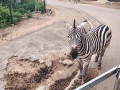 -清迈夜间动物园