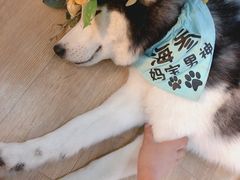 -Husky Go! 哈士奇体验馆·宠物咖啡厅狗咖