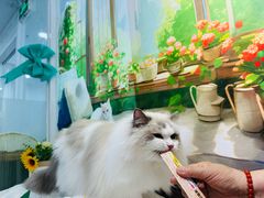 -爱洗澡的猫(望京店)