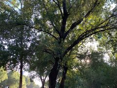 -长白岛森林公园