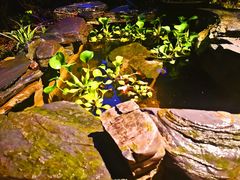 景观位-谷咖啡·鲜花绿植花园餐厅