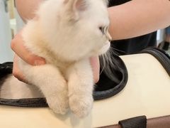 -瑞派康怡24h宠物医院·犬猫医疗中心·微创绝育(瑞景分院)