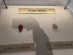 -盐城丹顶鹤湿地生态旅游区