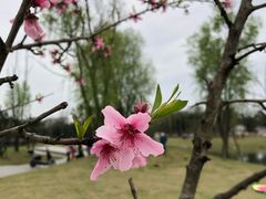 -两河城市森林公园