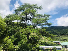 -龙岩森林水乡景区