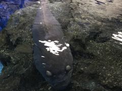 -暹罗海洋世界