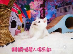 -70cat德文卷毛猫·缅因猫纯种猫舍