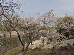 -桃花堤公园