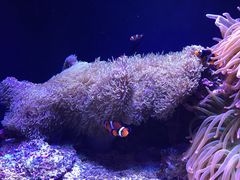 -西雅图水族馆