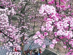 -九皇山景区