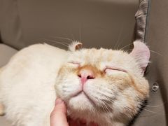 -猫腻·猫咖·撸猫馆(星光大道店)