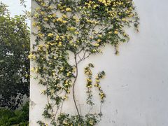 -青果巷历史文化街区