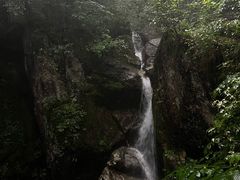 -天目山大树王景区