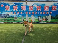 -宠物寄养训练学校