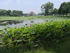 -洪湖生态旅游区