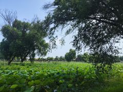 -洪湖生态旅游区