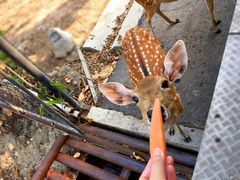 -清迈夜间动物园