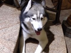 -more than meow吴止猫主题餐厅(承德 中船汇店)