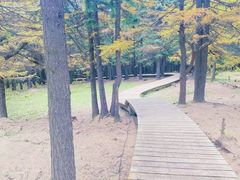 -芦芽山旅游度假区
